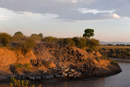 Migratory blue wildebeest (Connochaetes taurinus) crossing the Mara river, Masai Mara National Reserve, Kenya.の写真素材