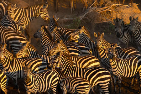 Group of Zebras (Equus quagga burchellii). Masai Mara National Park. Kenya.の写真素材