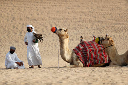 Camel riding at Bedouin camp during desert safari. Dubai. United Arab Emirates.のeditorial素材
