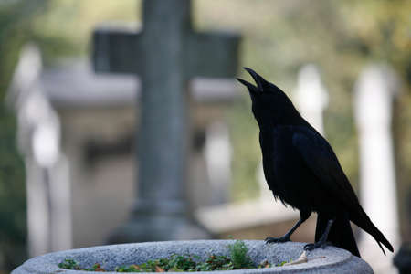 Crow we got serious. Pere Lachaise cemetery. France.の写真素材