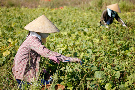 Pea harvest. Agriculture. Daily life. Vietnam.のeditorial素材