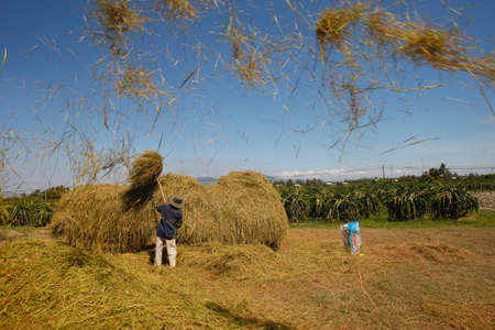 Rice threeshing. Agriculture. Daily life. Vietnam.のeditorial素材