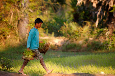 A rice field worker holding rice stalks. Agriculture. Cambodia.のeditorial素材