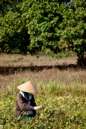 Pea harvest. Agriculture. Daily life. Vietnam.のeditorial素材