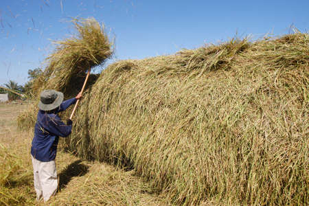 Rice threeshing. Agriculture. Daily life. Vietnam.のeditorial素材