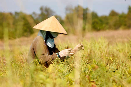 Pea harvest. Agriculture. Daily life. Vietnam.のeditorial素材
