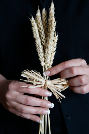 Wheat in hands. France.の写真素材