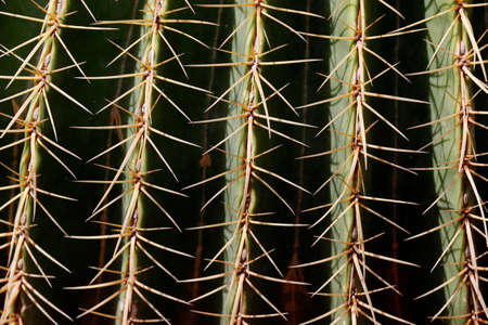 Majorelle Gardens. Golden barrel cactus (Echinocactus grusonii) spines. Marrakesh. Morocco.のeditorial素材