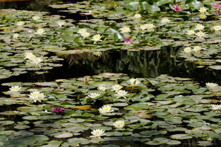 Majorelle Gardens. Water Lilies. Marrakesh. Morocco.のeditorial素材