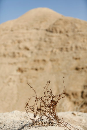 Barbed wire. Judean Desert.
