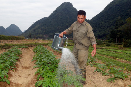 Rural life. Farmer watering vegetable in the field. Bac Sound. Vietnam.のeditorial素材