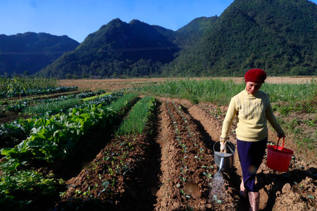 Rural life. Farmer watering vegetable in the field. Bac Sound. Vietnam.のeditorial素材