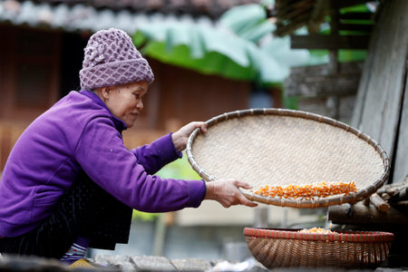 Old vietnamese woman winnowing corn. Bac Sound. Vietnam.のeditorial素材
