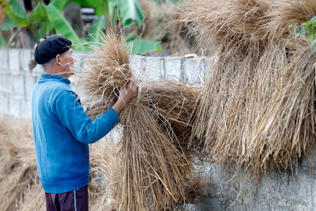 Cultivated rice is hung for drying. Bac Sound. Vietnam.のeditorial素材