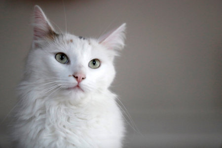 White cat. Close up on face.のeditorial素材