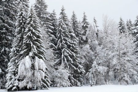 French Alps. Snow covered fir trees in winter. Saint Gervais. France.のeditorial素材