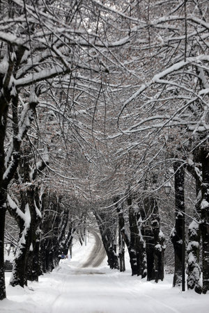 Le Fayet Thermal Park. Trees under snow. France.のeditorial素材