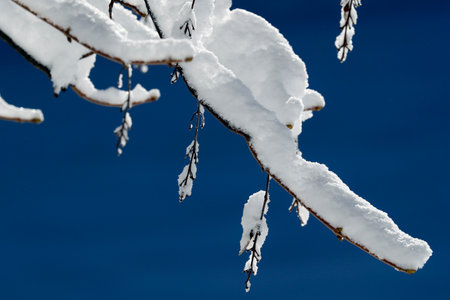 French Alps. Snow covered tree in winter. Saint Gervais. France.のeditorial素材