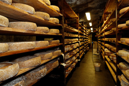 Artisanal Beaufort cheese in refining in a traditional cellar. Rognaix. France.