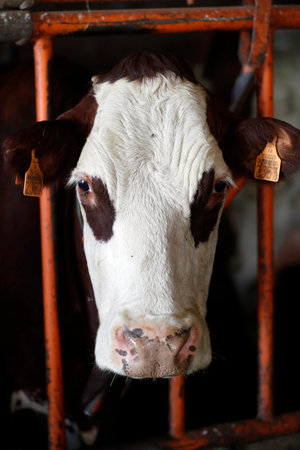 French Alps. Traditional cheese factory. Abundance cow in barn. Boege. France.のeditorial素材