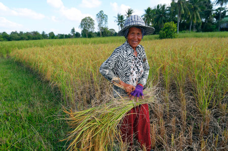 Elderly woman working in rice field. Rice harvest. Kep. Cambodia.のeditorial素材