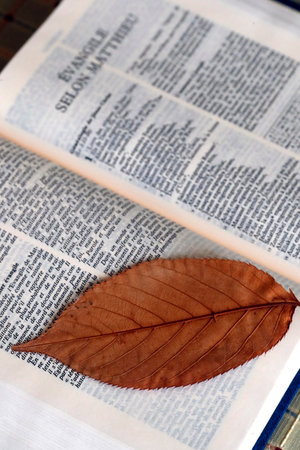 Open old bible with a dry leaf. France.のeditorial素材