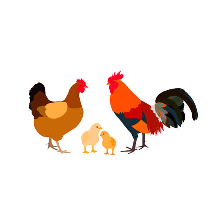 chicken rooster white farm familyのイラスト素材