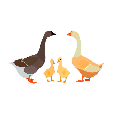 gander goose gosling white farm familyのイラスト素材