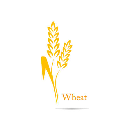 wheat rice spikeの写真素材