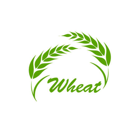 Wheat ears or rice. Agricultural symbols isolated on white background. Design elements for bread packaging or beer label Vector illustration.のイラスト素材