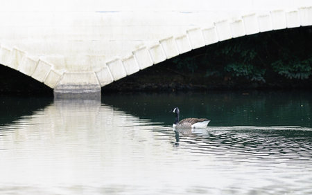 Canada goose swimming into the reflection of a false wooden bridgeの写真素材