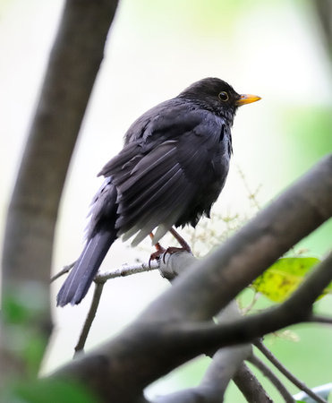 Bedraggled fledgling blackbird (turdus merula)の写真素材