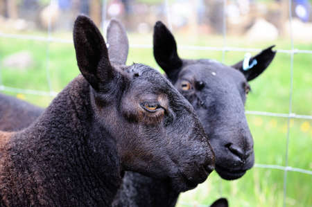 A prizewinning pair of black gimmers -- females that have not yet bred -- from Northumberland.の写真素材