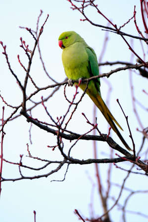 Feral female or immature Rose-ringed Parakeet (psitticula kraneri)-- referred to as the Twickenham or Kingston Parakeet -- perched in a tree in West London.の写真素材