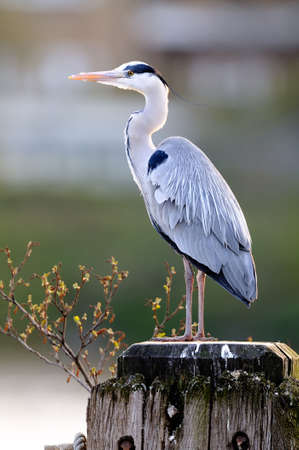 Grey Heron (ardea cinerea) standing on a wooden post on the River Thames, London, England, UKの写真素材