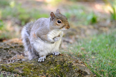 Grey squirrel (Sciurus carolinensis) sitting up on the goundの写真素材
