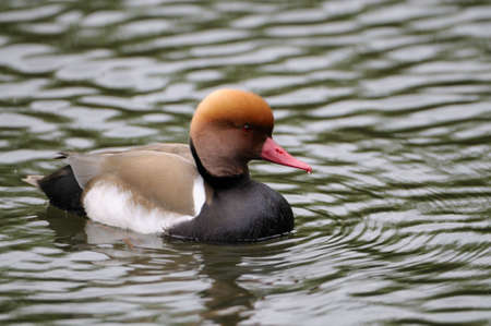 Male Red-crested Pochard (Netta Rufina)の写真素材