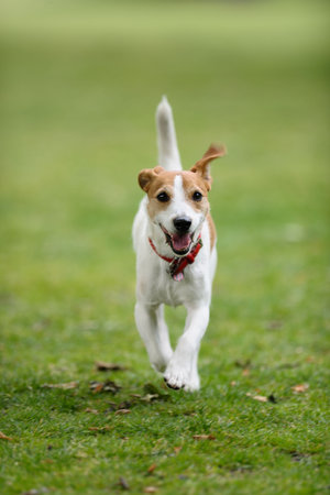 Parson Jack Russell running towards camera, tail in the airの写真素材