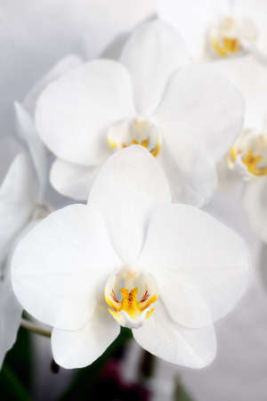A collection of white Phalaenopsis (moth orchid) bloomsの写真素材