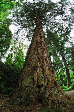 Sequoiadendron giganteum (giant sequoia, Sierra redwood, or Wellingtonia).  The world's largest treeの写真素材