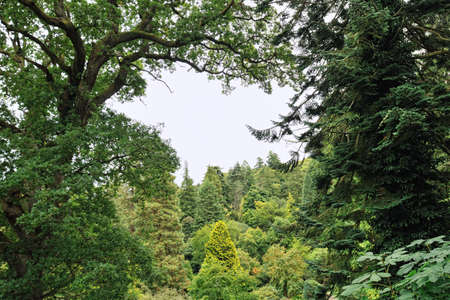 View framed by trees into a temperate woodの写真素材