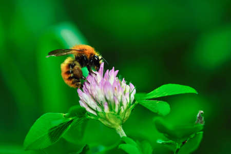Close-up of a honey bee collecting nectar from red clover flowerの写真素材