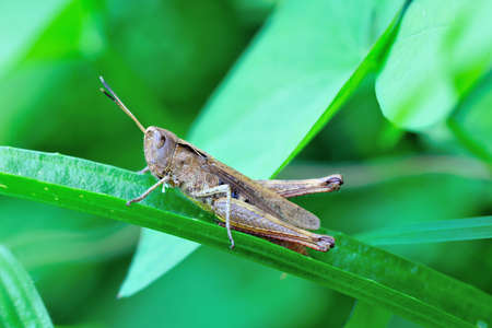 Adult male common field grasshopper (chorthippus brunneus) on a blade of grassの写真素材