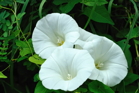 Four white bindweed (convolvulus arvensis) flowers, an attractive, but virulent, weedの写真素材