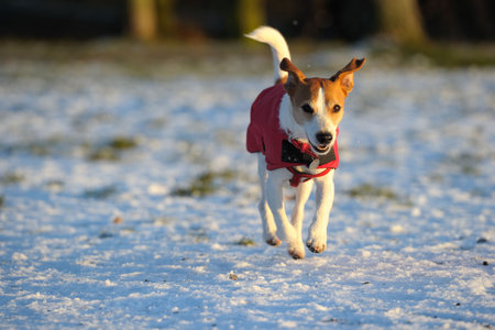 Parson Jack Russell in bright red coat, mid-air, enjoying scampering in the snow in the low winter sun.の写真素材