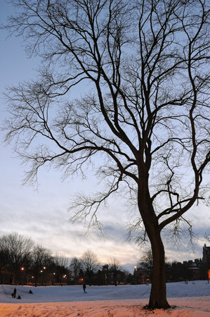 Bare tree in a snowy winter park silhouetted at dusk. Sodium lighting colours the foreground.の写真素材