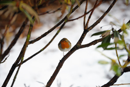 Robin redbreast perching in a bush in winter snowの写真素材