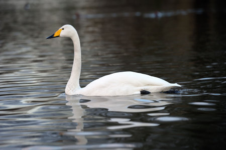 Whooper Swan (Cygnus sygnus) swimming across a lakeの写真素材