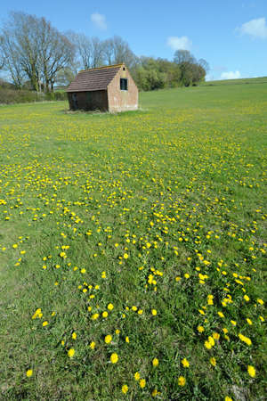 English field covered in dandelions on a sunny day with an outhouse in the backgroundの写真素材