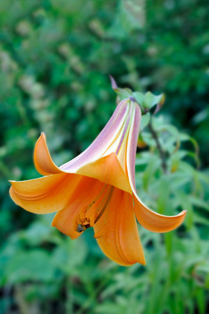 Downward-facing trumpet-shaped orange tiger lily (lilium lancifolium) bloomingの写真素材